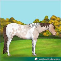 Horse Color:Sable Champagne Roan Tobiano Blanket 