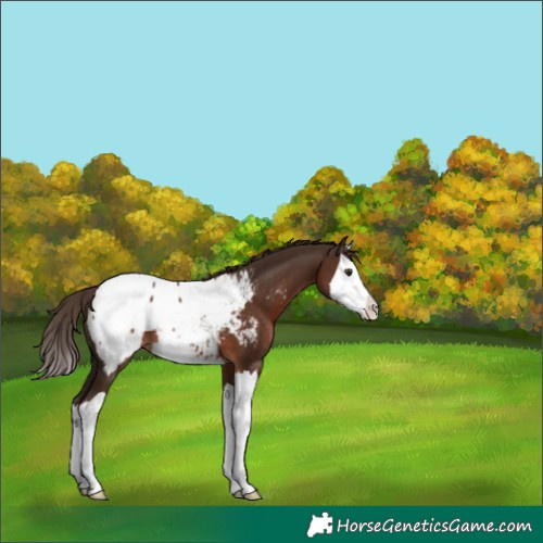 Horse Color:Liver Chestnut Splash Snowcap 