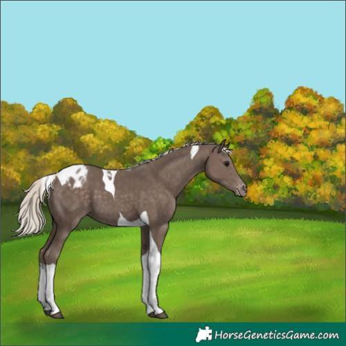 Horse Color:Silver Black Tobiano Varnish 