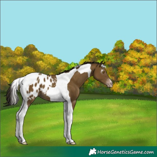 Horse Color:Gray Classic Cream Champagne Tobiano Blanket 