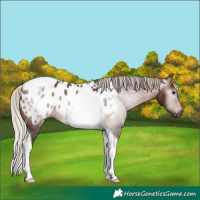 Horse Color:Gray Silver Bay Tobiano Appaloosa 