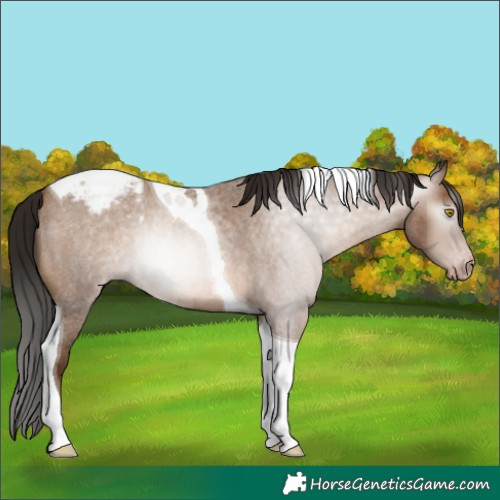 Horse Color:Gray Amber Champagne Roan Tobiano Snowcap Rabicano 