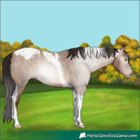 Horse Color:Gray Amber Champagne Roan Tobiano Appaloosa Rabicano 