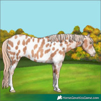 Horse Color:Gold Champagne Sabino Near Leopard 