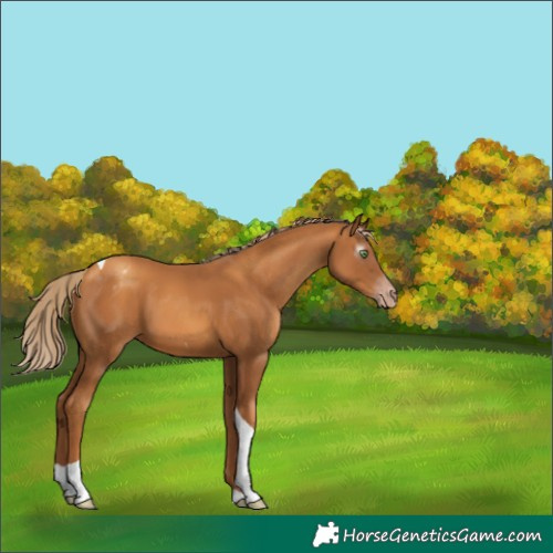 Horse Color:Gray Gold Champagne Tobiano Varnish 