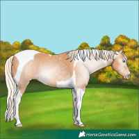 Horse Color:Gray Cremello Tobiano 