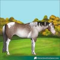 Horse Color:Gray Classic Champagne Tobiano 