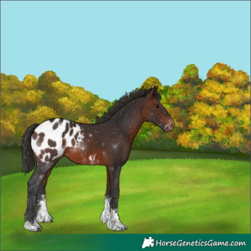 Horse Color:Brown Sabino Tobiano Appaloosa Rabicano 
