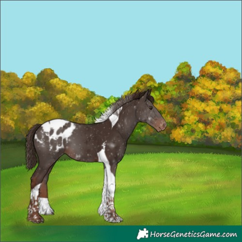 Horse Color:Liver Chestnut Tobiano Appaloosa 