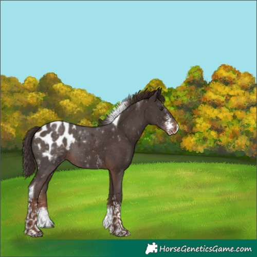 Horse Color:Liver Chestnut Sabino Tobiano Appaloosa 