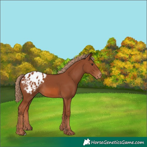 Horse Color:Chestnut Appaloosa 