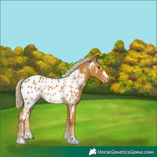 Horse Color:Palomino Appaloosa 