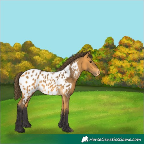 Horse Color:Buckskin Appaloosa 