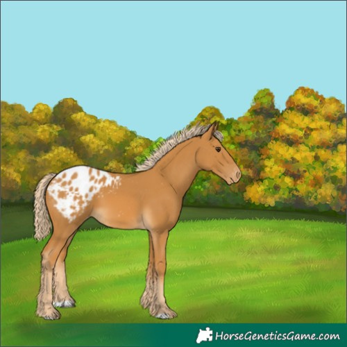 Horse Color:Palomino Appaloosa 