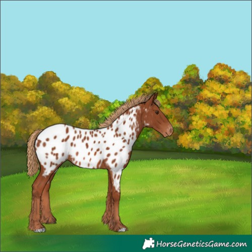 Horse Color:Chestnut Appaloosa 
