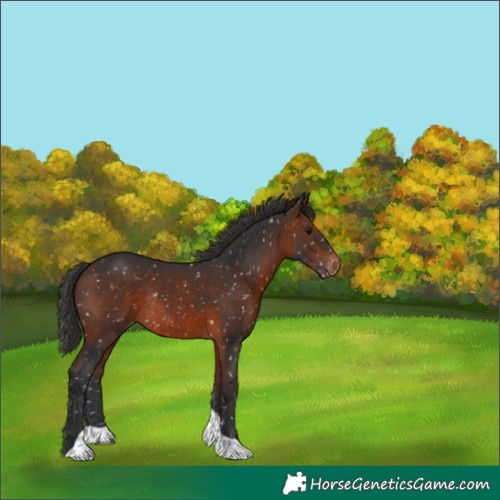 Horse Color:Brown Tobiano Appaloosa Rabicano 