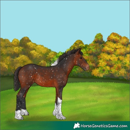 Horse Color:Bay Tobiano Appaloosa Rabicano 