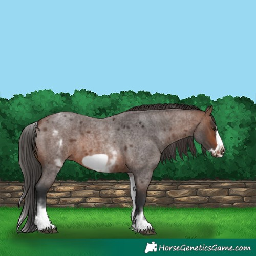 Horse Color:White Spotted Brown Roan Frame 