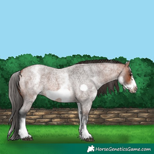 Horse Color:White Spotted Bay Roan Frame 