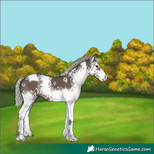 Horse Color:White Spotted Silver Black Splash Tobiano 