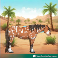 Horse Color:Powder White Bay Appaloosa 