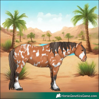 Horse Color:Powder White Bay Appaloosa 