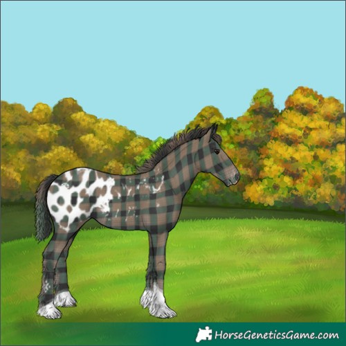 Horse Color:Plaid  Smoky Black Tobiano Appaloosa Rabicano 