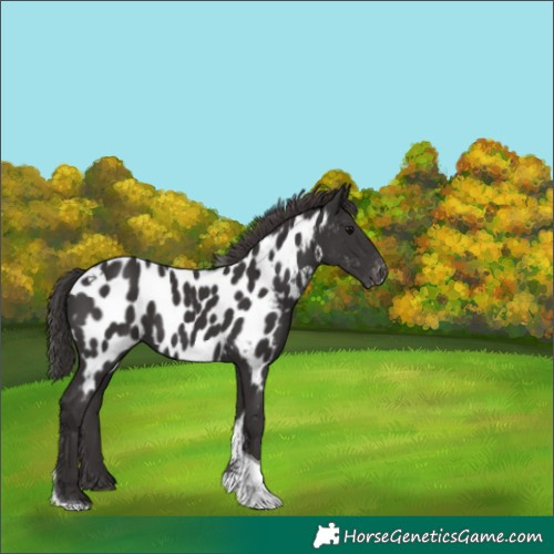Horse Color:Smoky Black Tobiano Appaloosa Rabicano 