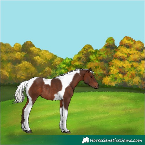 Horse Color:Silver Brown Tobiano Rabicano 