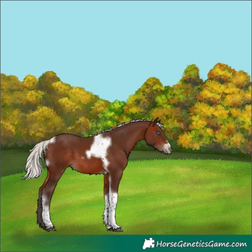 Horse Color:Silver Brown Tobiano Frame Rabicano 