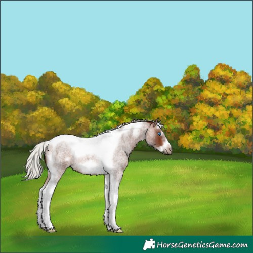 Horse Color:Silver Brown Roan Splash Tobiano Frame Rabicano 