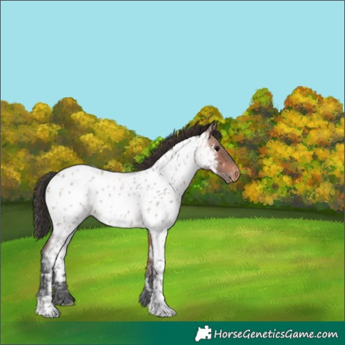 Horse Color:Bay Ice Roan Appaloosa 