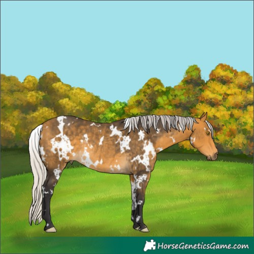 Horse Color:White Spotted Silver Buckskin Rabicano 