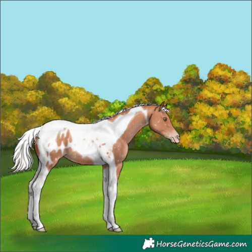 Horse Color:Silver Classic Champagne Tobiano Appaloosa 