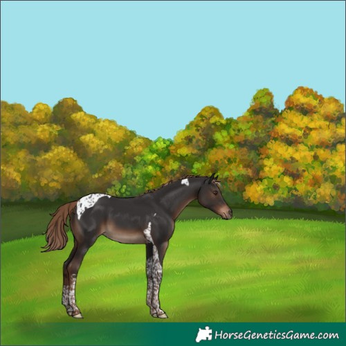Horse Color:Liver Chestnut Tobiano 