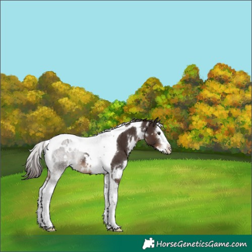 Horse Color:White Spotted Liver Chestnut Splash Tobiano 