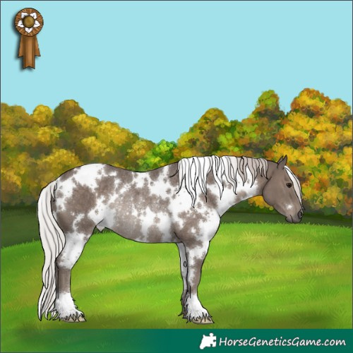 Horse Color:White Spotted Silver Black Rabicano 