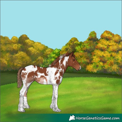 Horse Color:White Spotted Chestnut Tobiano 