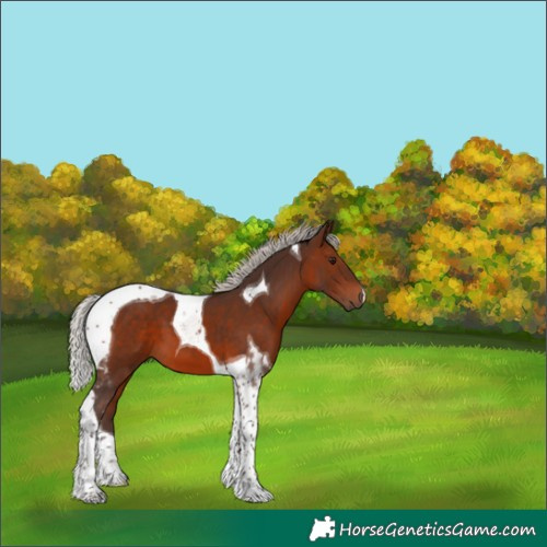 Horse Color:Silver Brown Tobiano 