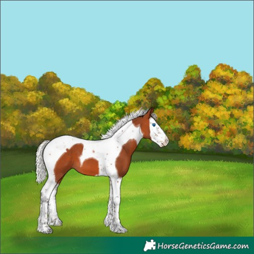 Horse Color:Silver Bay Splash Tobiano 