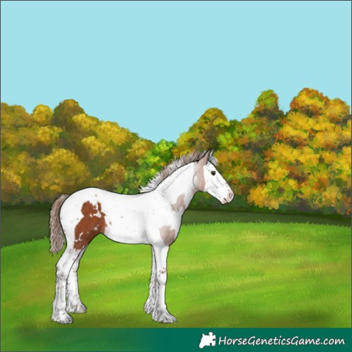 Horse Color:White Spotted Chestnut Splash Tobiano Rabicano 