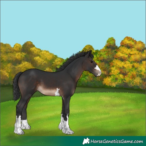 Horse Color:Brown 