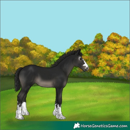 Horse Color:Gray Black 