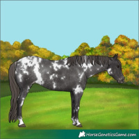 Horse Color:White Spotted Smoky Black Appaloosa Rabicano 