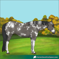 Horse Color:White Spotted Grullo Tobiano