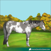 Horse Color:White Spotted Grullo Sabino Frame Rabicano 