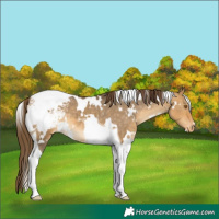 Horse Color:White Spotted Buckskin Dun Tobiano Appaloosa 
