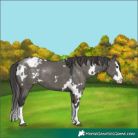 Horse Color:White Spotted Grullo Splash Varnish 