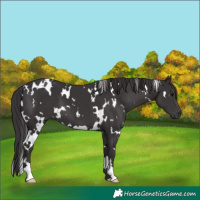 Horse Color:White Spotted Smoky Black 