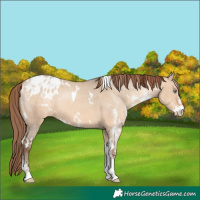 Horse Color:White Spotted Amber Champagne Dun Blanket 
